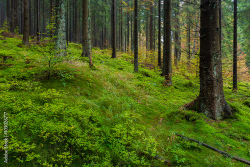 Wald im Harz bei Braunlage, Niedersachsen in Deutschland © kentauros