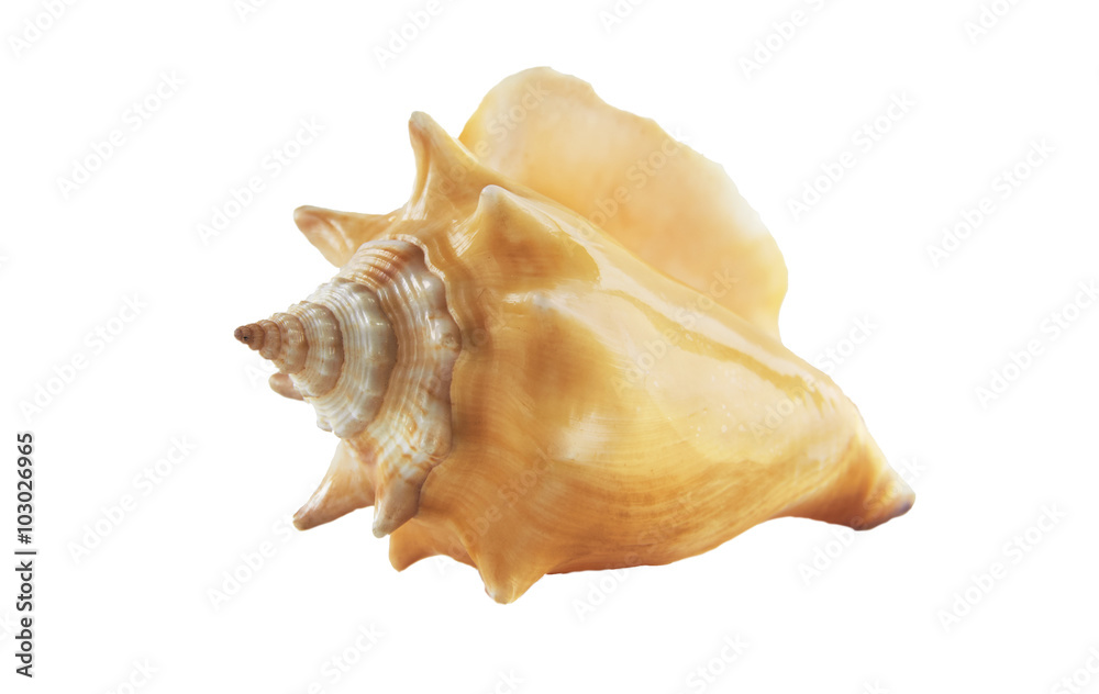 shell from the ocean isolated shell from the ocean isolated