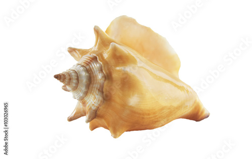 shell from the ocean isolated