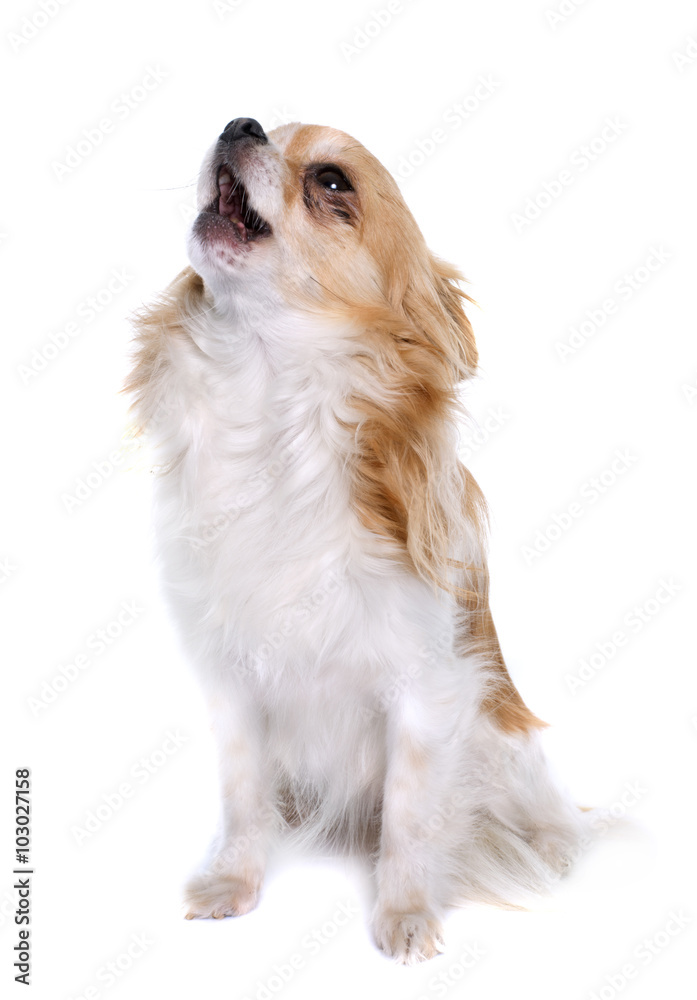 long hair chihuahua howling