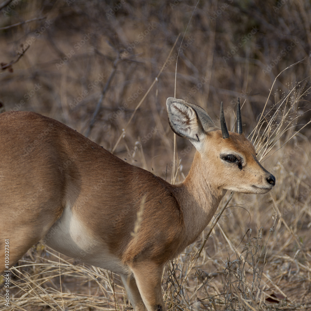 raficero campestre - steenbock - (Raphicerus campestris) del Timbavati Nature Reserve in South Africa
raficero campestre - steenbock - (Raphicerus campestris) del Timbavati Nature Reserve in South Africa
