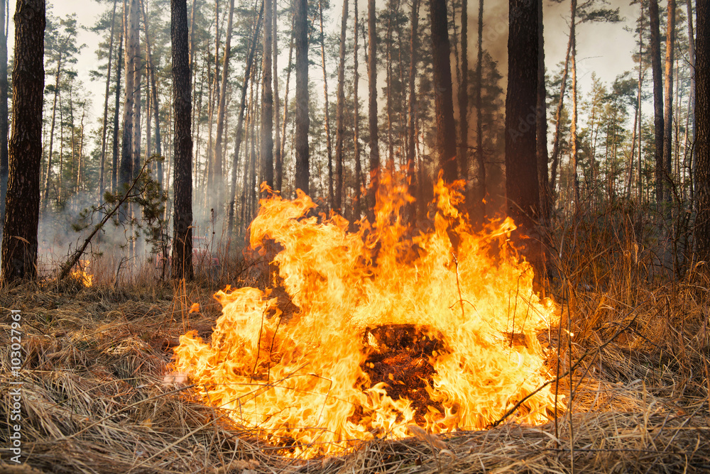 Flame is starting to damage the trunk on forest fire Flame is starting to damage the trunk on forest fire
