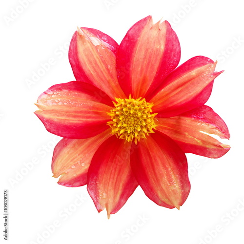 dahlia single-flower garden flower with a dew drops isolated on white background