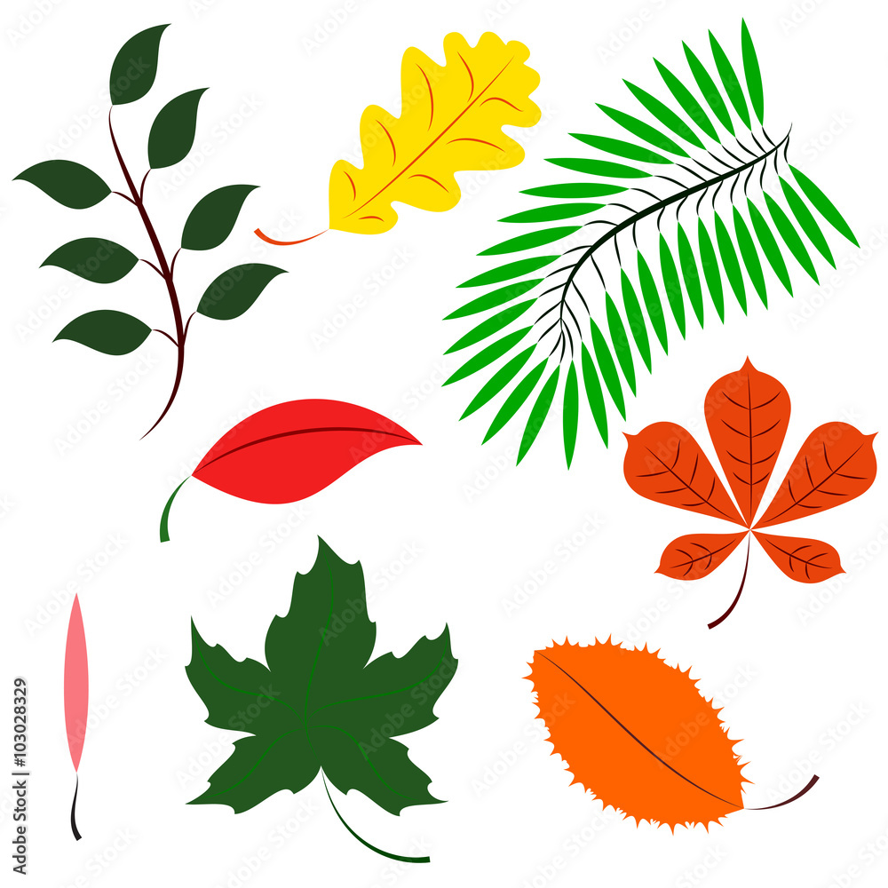 Obraz premium Colored different leaves. leaves of different continents in color
