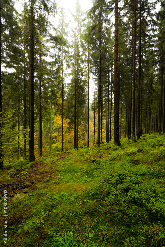 Fototapeta premium Las w Harz koło Braunlage, Dolna Saksonia w Niemczech