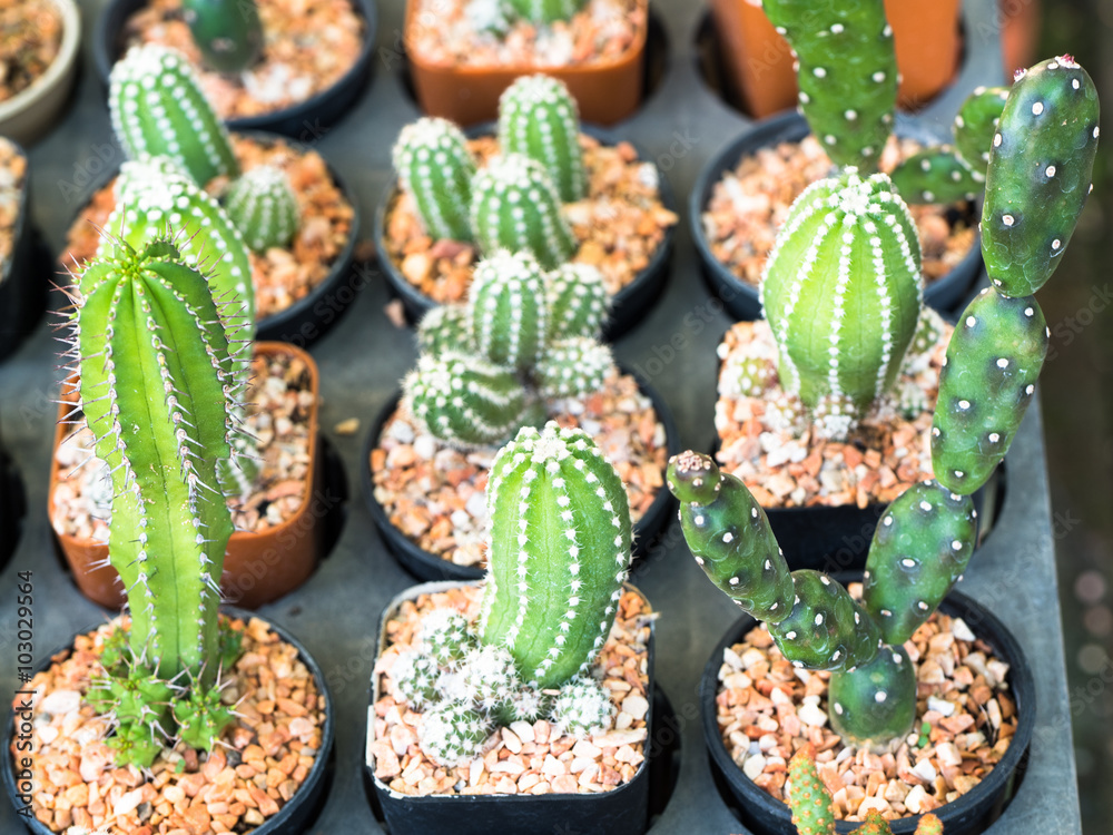 cactus plant in small  pot