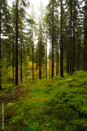 Wald im Harz bei Braunlage, Niedersachsen in Deutschland © kentauros