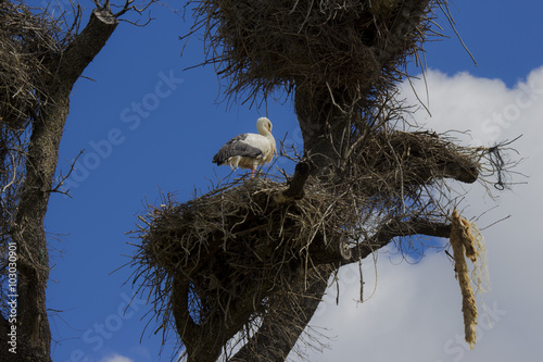 Stork resting on a nest tree