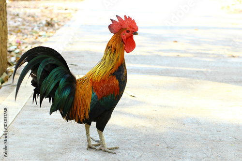 The bantam cock / rooster in the outdoor area