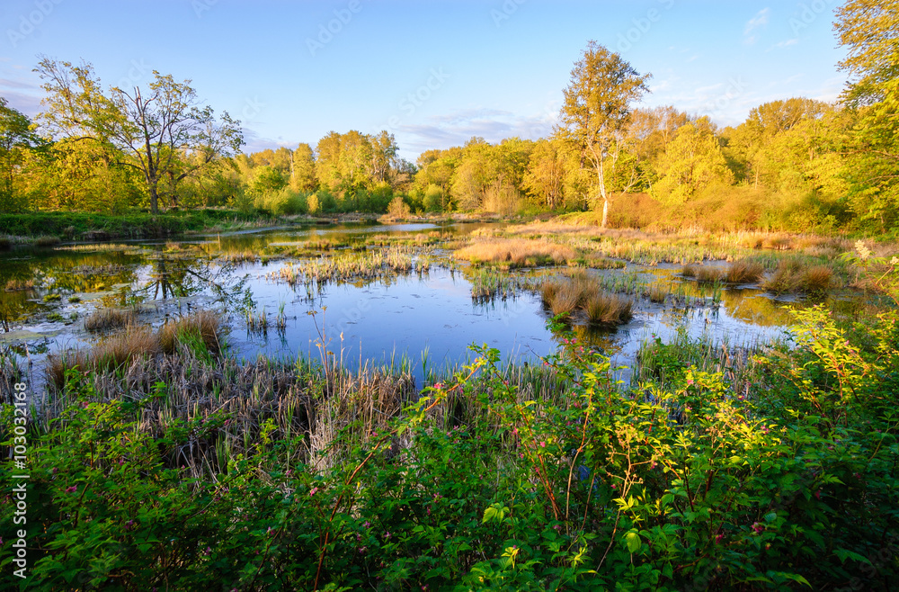 Fototapeta premium Niski Narodowy Rezerwat Przyrody