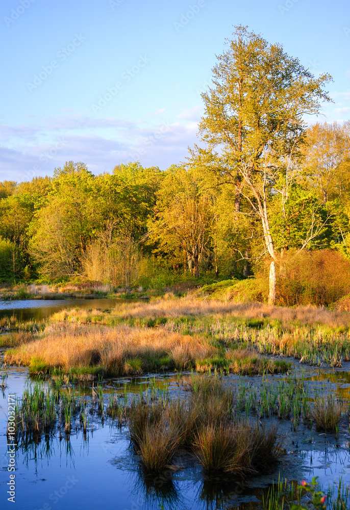 Fototapeta premium Nisqually National Wildlife Refuge