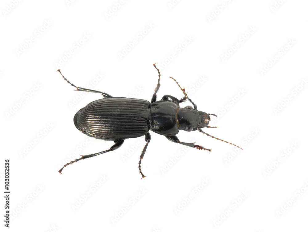 Shiny black ground beetle on white background Shiny black ground beetle on white background