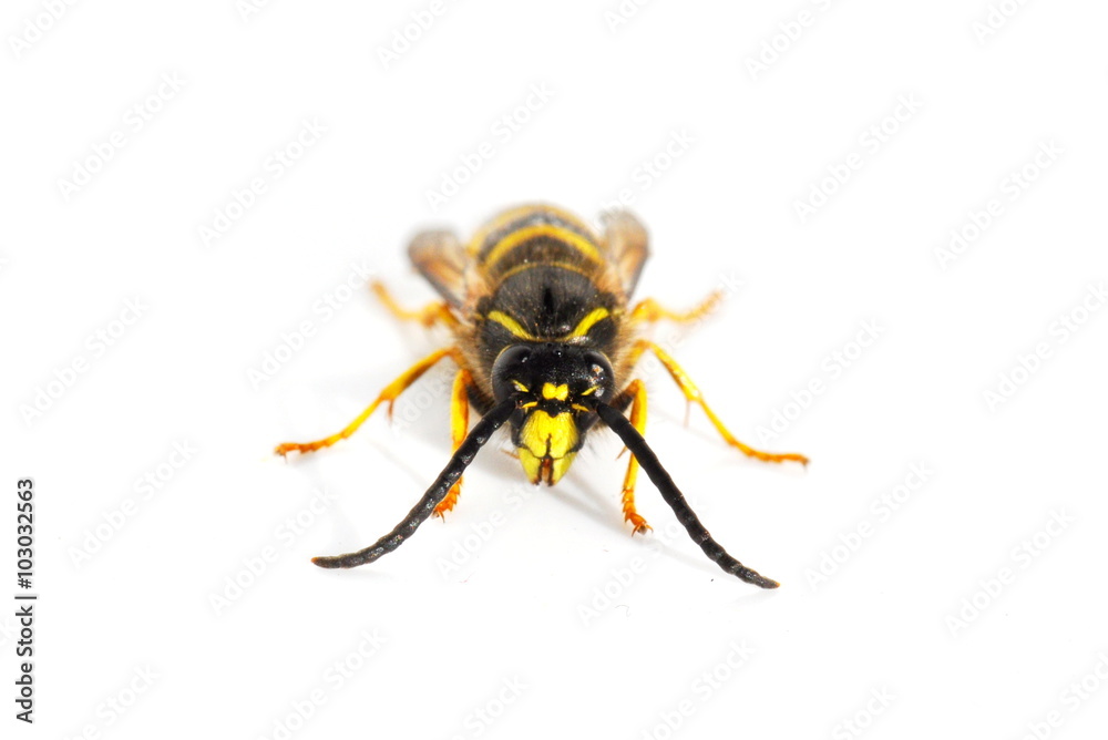 Stinger wasp on white background Stinger wasp on white background