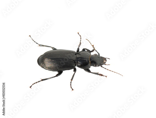 Shiny black ground beetle on white background photo