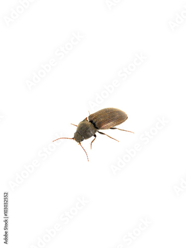 Brown click beetle Athous subfuscus on white background