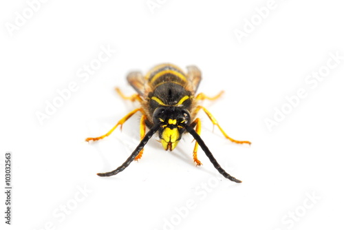 Stinger wasp on white background