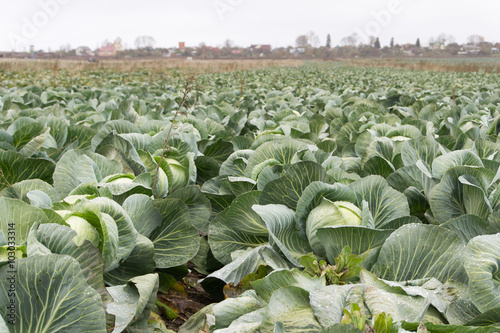 Cabbage Field Close-up