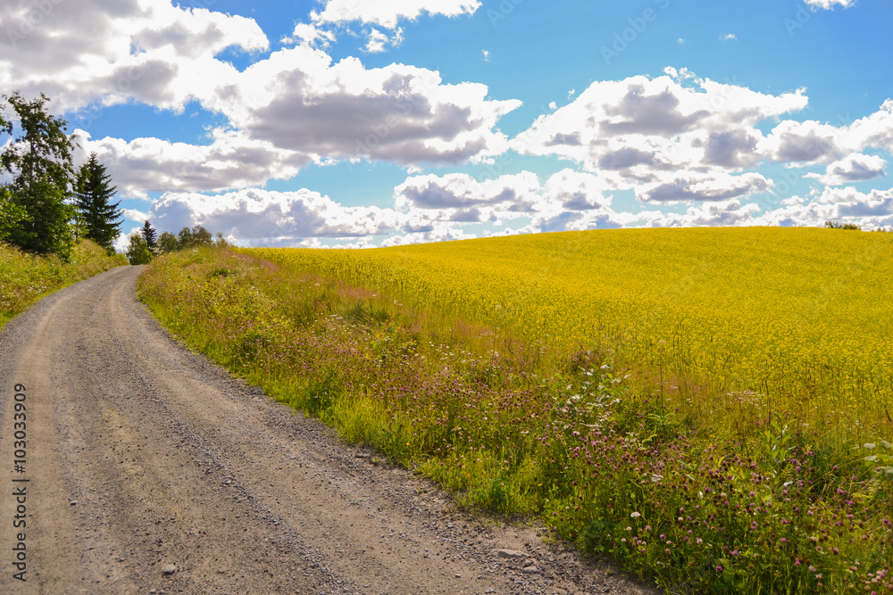 Rape field blooming the center of Finland