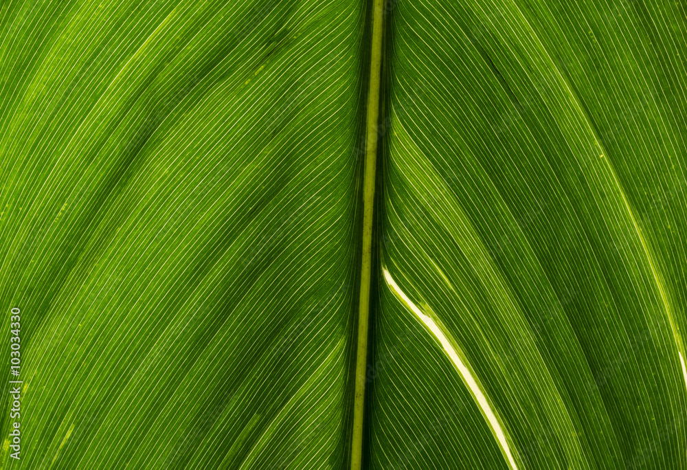 a achira leaf a achira leaf