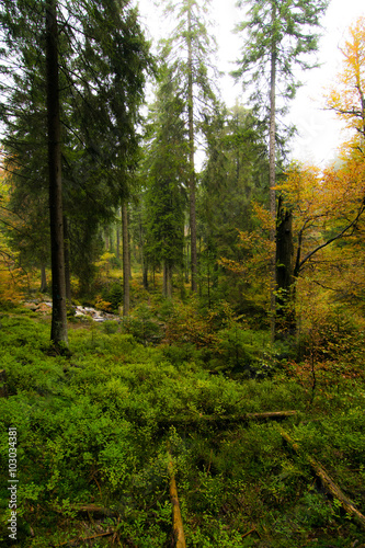 Wald im Harz bei Braunlage, Niedersachsen in Deutschland