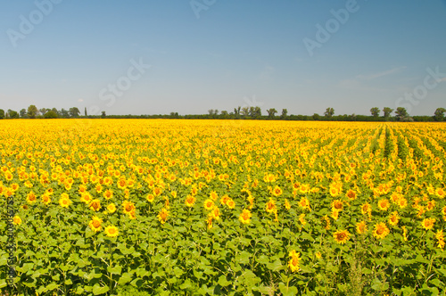 field of blooming sunflowers on a background sunset, summer landscape,