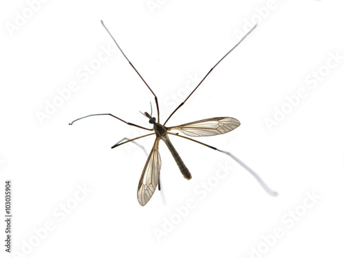 Large Crane fly on white background