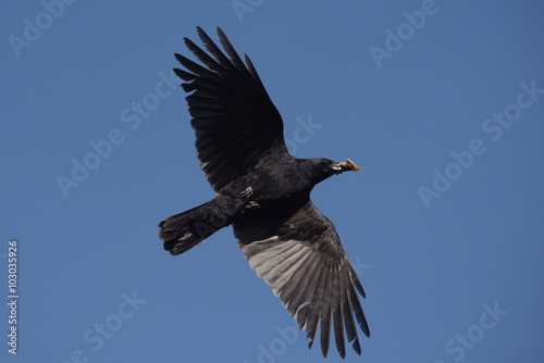 Carrion Crow © Maciej Olszewski