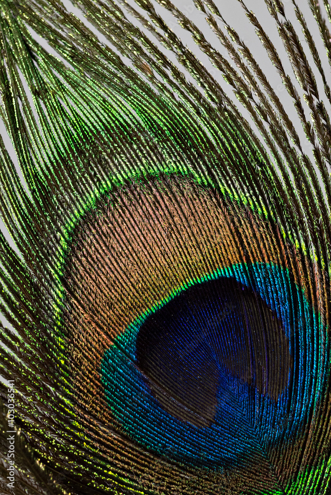 Obraz premium Peacock feather