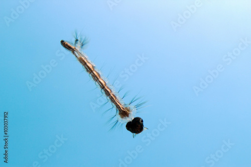 Принти на полотні A mosquito larva in its short stage during which it lives mostly in stagnant water