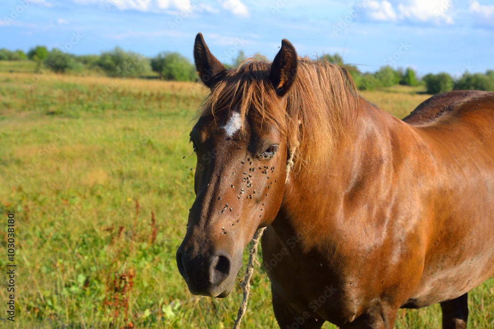 Portrait of a horse. Portrait of a horse.