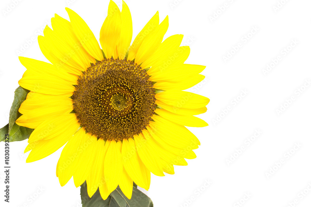 Fototapeta premium one big yellow sunflower