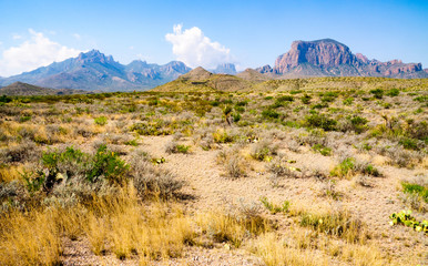 Leinwandbilder Honigfarbe Big Bend National Park  © Zack Frank