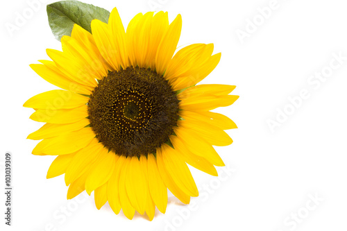 one big sunflower round
