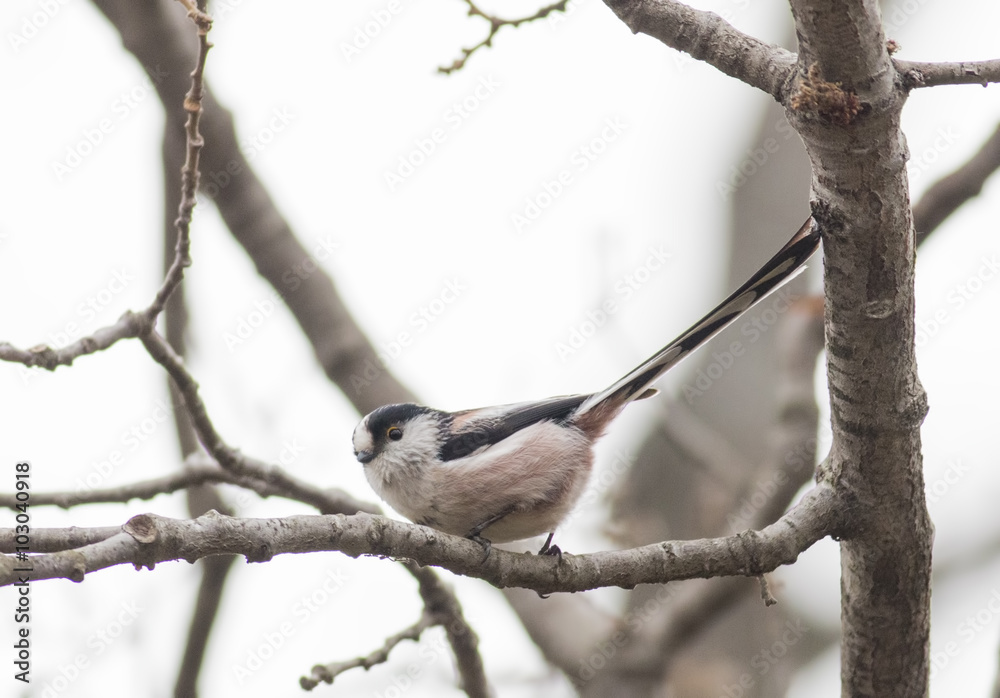 Fototapeta premium Long-tailed Tit (Aegithalos caudatus)