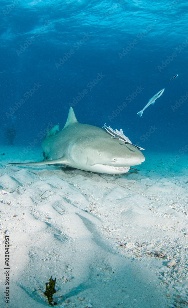 Fototapeta premium Lemon shark