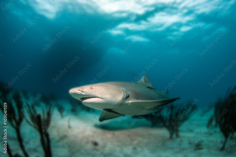 Lemon shark Lemon shark