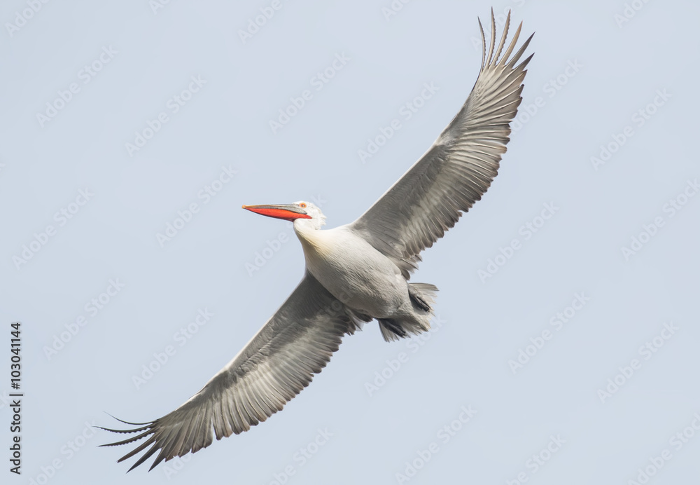 Obraz premium Dalmatian Pelican (Pelecanus crispus)