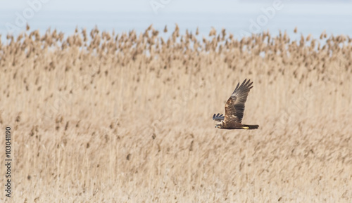 Fotografie Western Marsh-harrier (Circus aeruginosus)