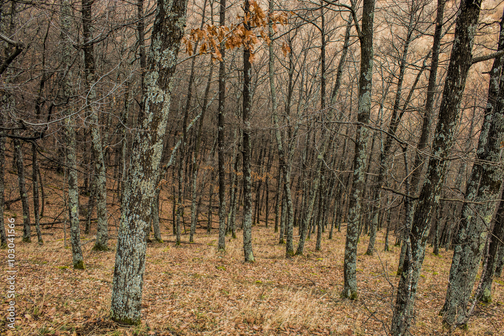 Fototapeta premium Winter forest