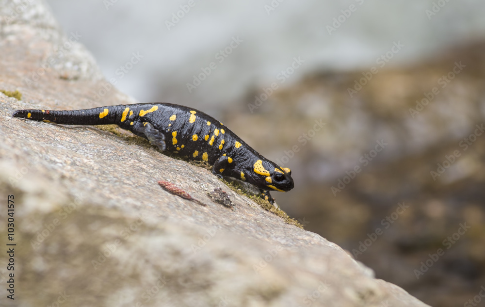 Fire Salamandra (Salamandra salamandra) Fire Salamandra (Salamandra salamandra)