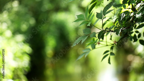 New growth spring leaves moving gently in the breeze.  Defocussed greenery in the background creates a rural background for copy; includes original ambient audio.