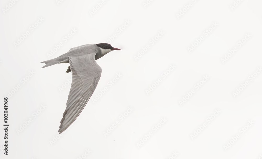 Fototapeta premium Whiskered Tern (Chlidonias hybrida)
