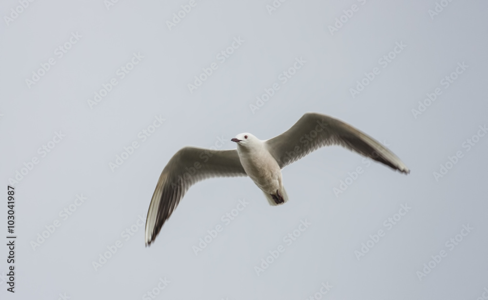 Obraz premium Slender-billed Gull (Larus genei)