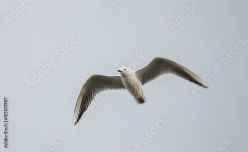 Slender-billed Gull (Larus genei)