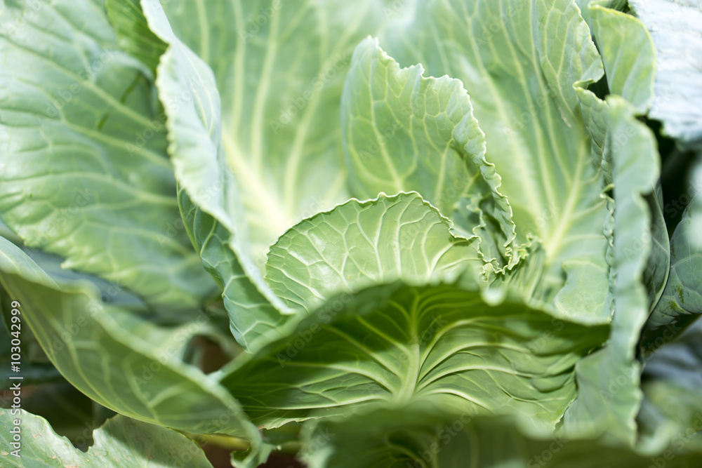 cabbage leaves as a background cabbage leaves as a background