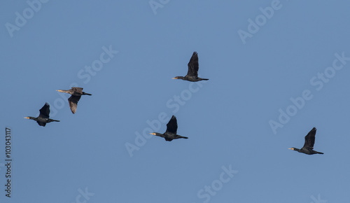 Photos Great Cormorant (Phalacrocorax carbo)