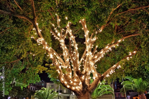 Drzewo z iluminacją 
