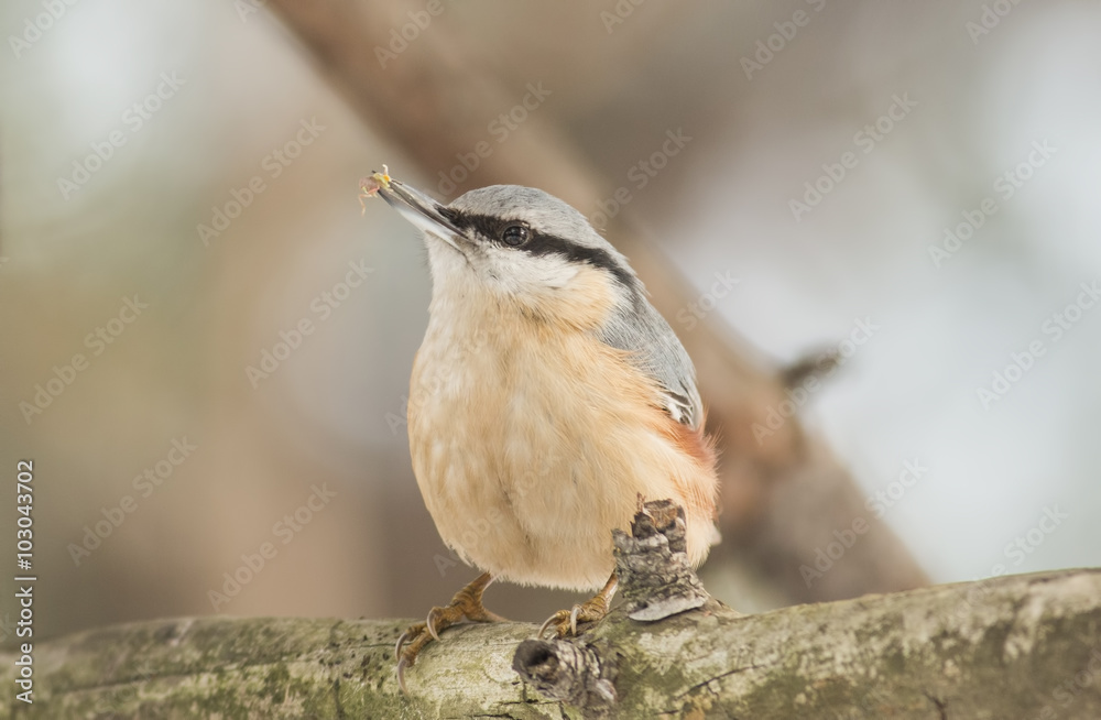 Obraz premium Eurasian Nuthatch (Sitta europaea)