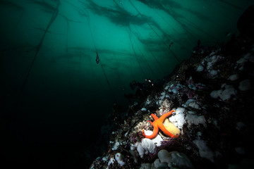 Foto auf Acrylglas Tauchen Scuba diving in British Columbia  © Michael Bogner