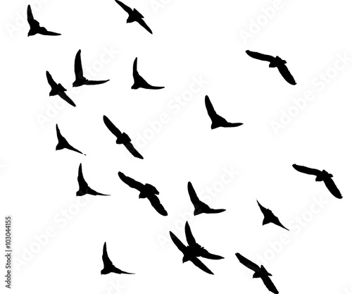 Fototapeta Naklejka Na Ścianę i Meble -  flock of pigeons on a white background